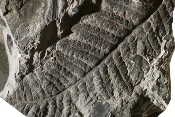 <em>Lobatopteris micromiltonii</em> (Corsin) Wagner. Fragment of frond of a marattialean fern