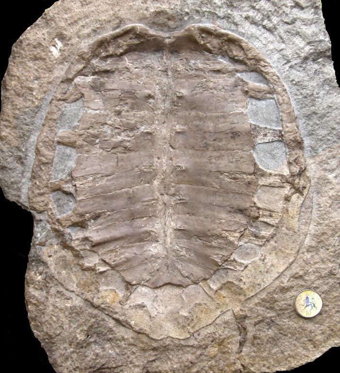 The fossil turtle at National Museum Cardiff, its significance previously unknown