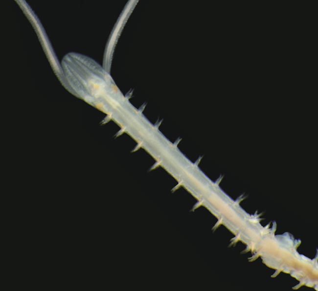 A British species of Shovelhead worm (<em>Magelona johnstoni</em>). Image: Andy Mackie.