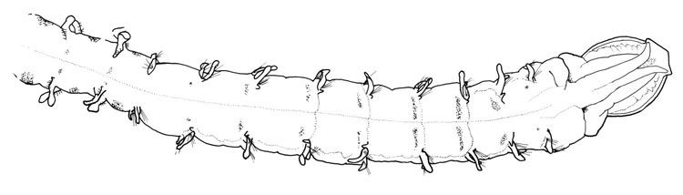 A Portuguese species of Shovelhead worm (<em>Magelona lusitanica</em>)