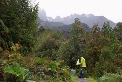 Collecting insects, Alerce Andino, Chile.