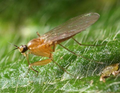 <em>Chelipodozus</em> sp. (about 4 mm long)