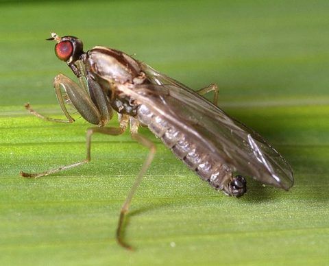 <em>Cladodromia</em> sp. (about 4 mm long).