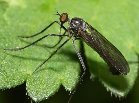 <em>Empis</em> sp.  An undescribed species of the <em>macrorrhncha</em>-group (about 6 mm long).