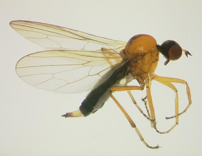 An undescribed species of <em>Neotrichina</em> (about 4 mm long).