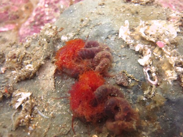 3. Two cirratulids found under a rock during a dive