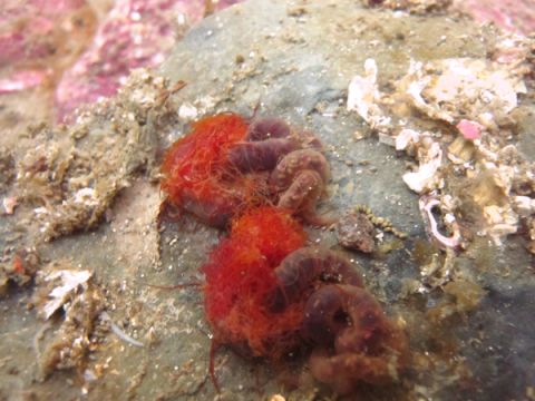 3. Two cirratulids found under a rock during a dive
