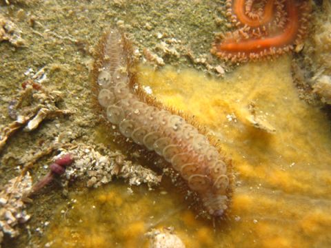 4. Scaleworm (Polynoidae) found under a rock while diving