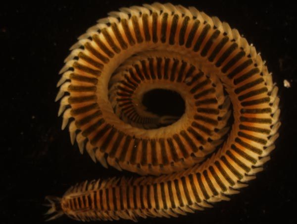 8. Paddleworm (Phyllodocidae) with distinctive black stripes
