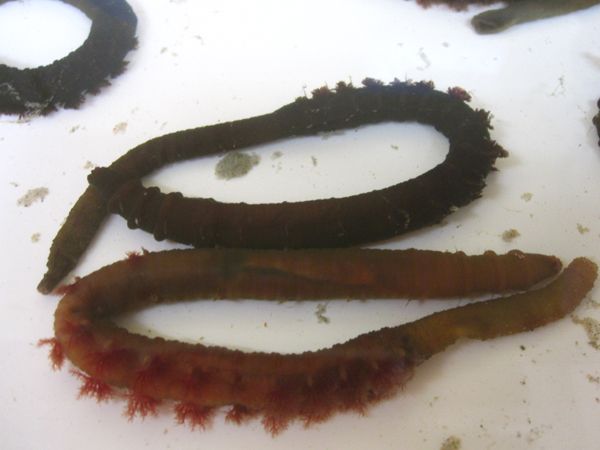 9. Two different species of lugworm (Arenicolidae) from a shore