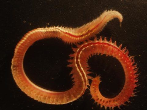 10. A new species of ragworm (Nereididae) 