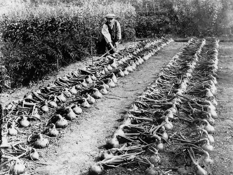 Thomas Danial, the gardener at Glanolmarch, Llechryd, with a crop of onions.