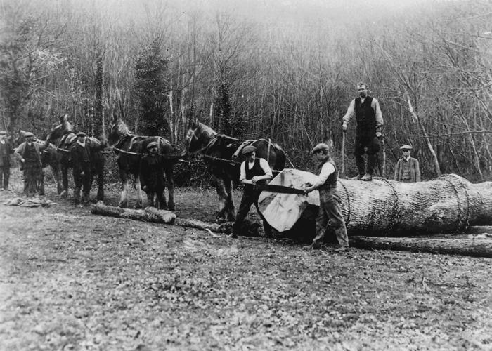 Forestry was another important local industry which Tom Mathias diligently recorded.