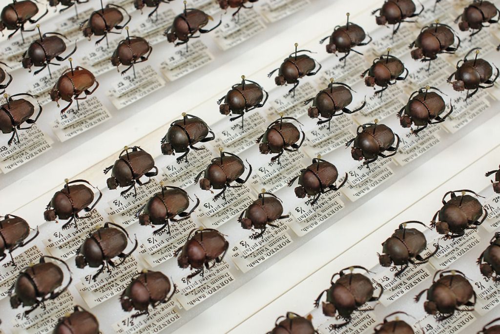 Beetles from the AC-NMW BioSyB collection.