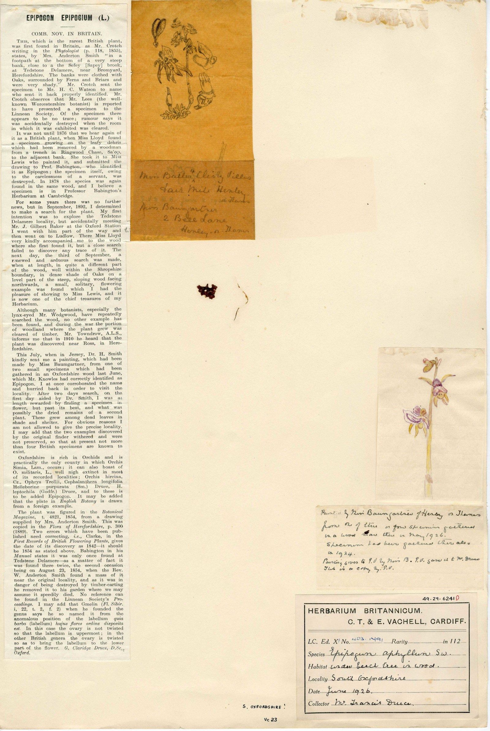 The scrap of Ghost Orchid rootlet in Eleanor Vachell's herbarium.  Also attached to the specimen are Dr George Claridge Druce's  (1924) account of it from <em>Gardeners Chronicle</em> series 3 volume 76, page 114 and two small sketches by Miss Baumgartner