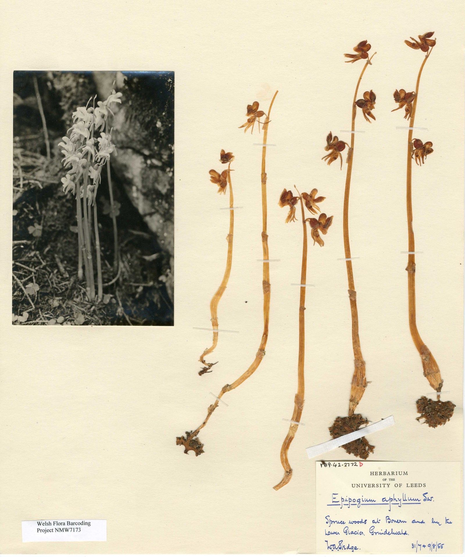 Swiss Ghost Orchids collected by W. A. Sledge in 1955.