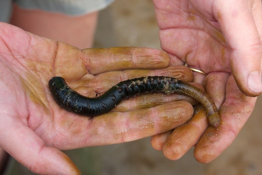 Hunt for the black lugworm
