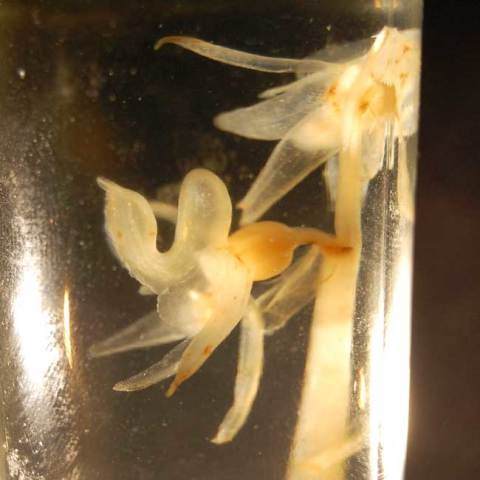 The 1982 Herefordshire Ghost Orchid preserved in formalin