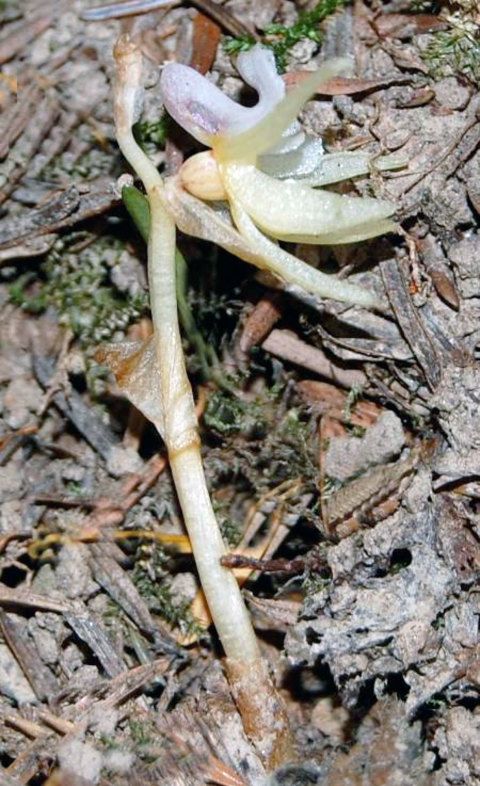 The Herefordshire Ghost Orchid, 2009