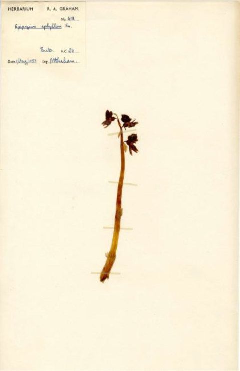 A 1953 Ghost Orchid collected by Rex Graham