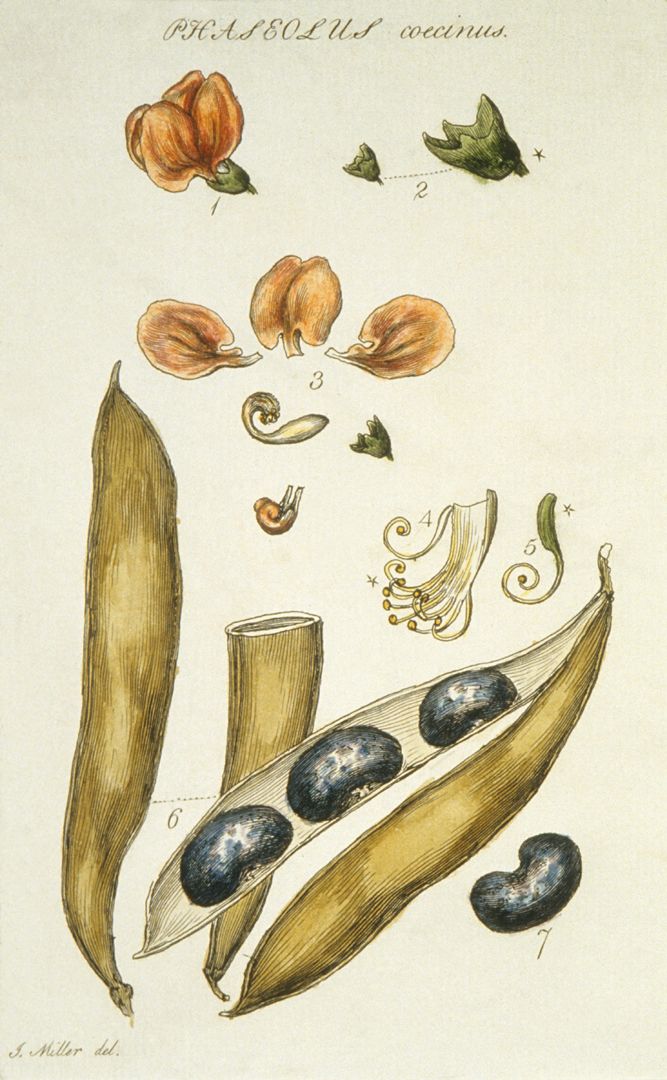 Plate from Botanical Tables