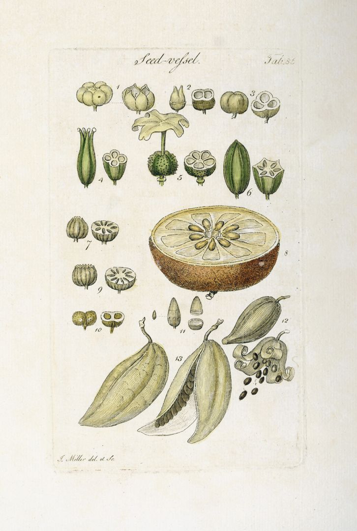 Plate from Botanical Tables