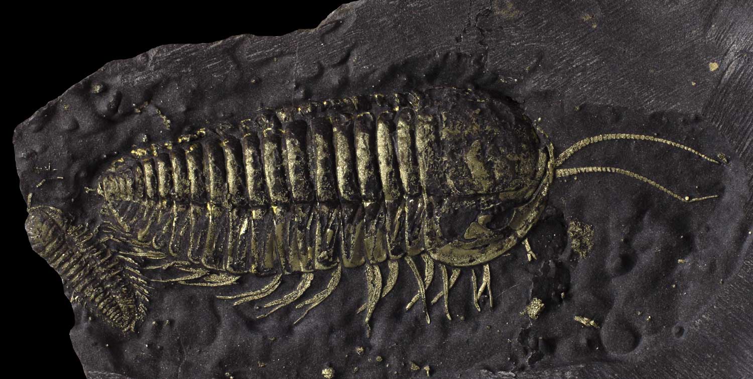 The Museum's golden fossil from Martin Quarry, New York State. Larger trilobite approx. 3 cm long