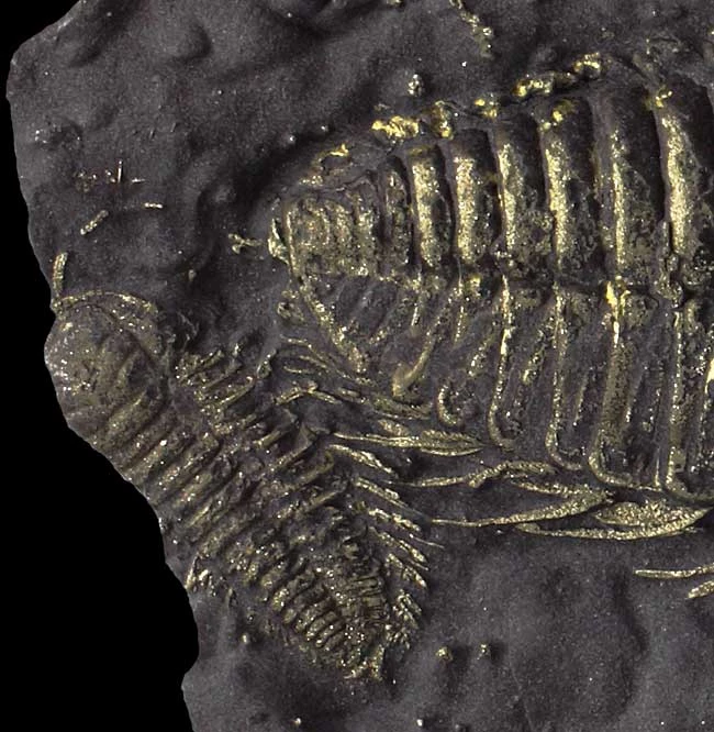 A tiny <em>Triarthrus eatoni</em> specimen lies next to the bigger one. 