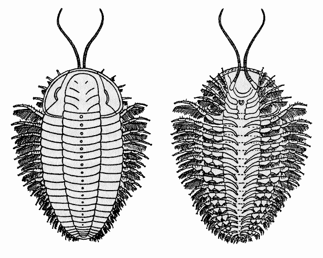 C.E. Beecher's 1893 reconstruction of <em>Triarthrus eatoni</em> based on fossils from his Trilobite Bed. 