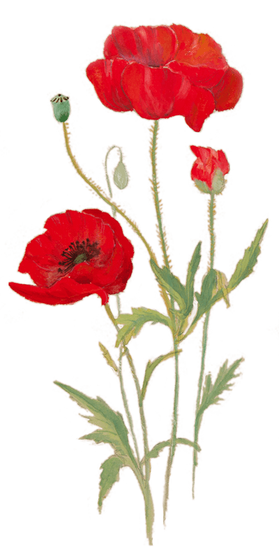 Corn Poppy