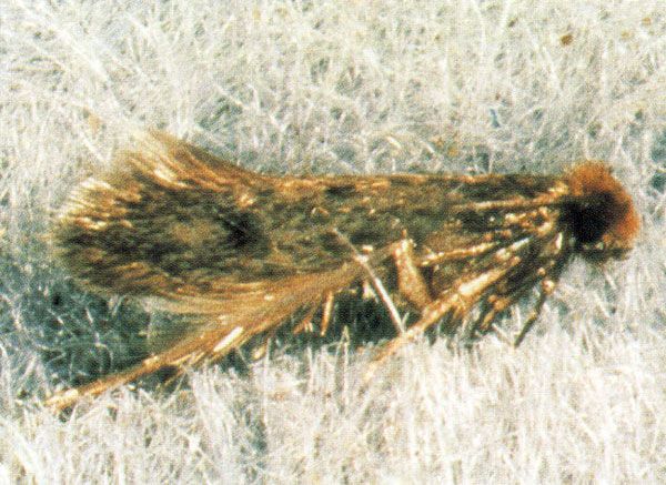 Webbing cloths moth — Tineola bisselliella