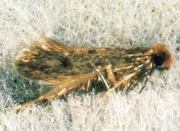 Webbing clothes moth, Tineola bisselliella.