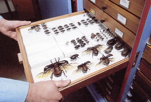 Historic insect collections are a valuable source of future genetic studies.