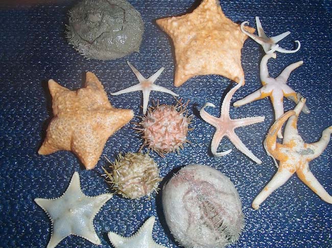 tarfish and sea urchins 