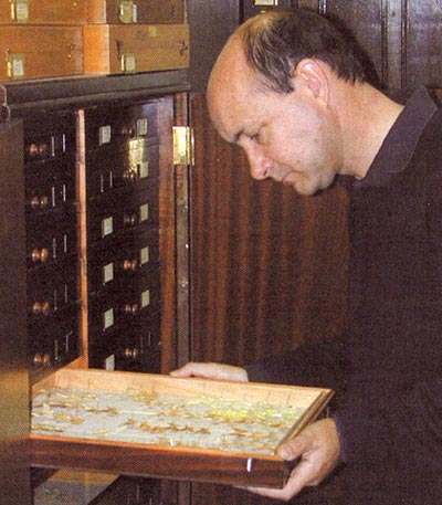 Mike Wilson, head of entomology at  Amgueddfa Cymru inspecting the Bangor collection