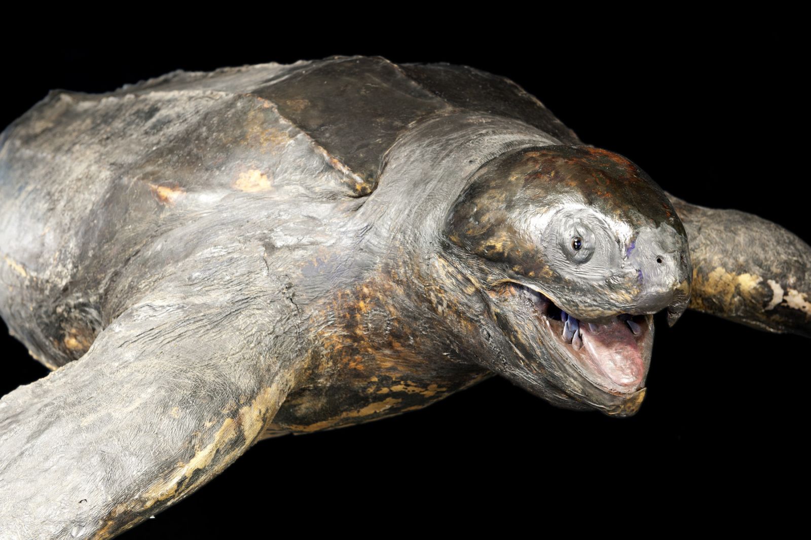 Leatherback turtle