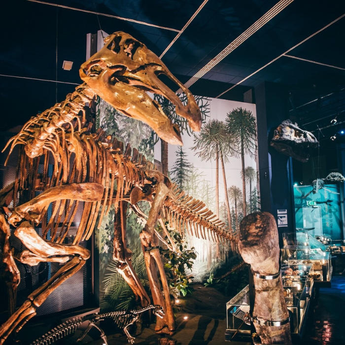 Dinosaur skeletons and fossils in the Evolution of Wales gallery.