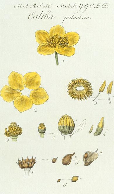 <em>Caltha palustris L.</em> (Marsh-marigold).  Showing details of the structure of the flower and seeds.