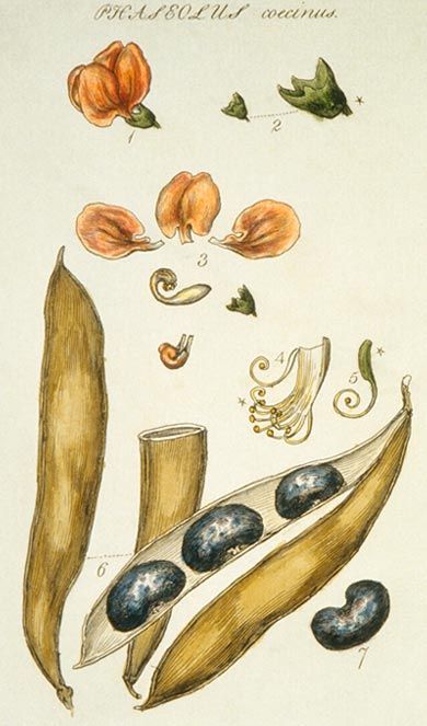 <em>Phaseolus coccineus L.</em> (Runner Bean).  Showing details of flower and bean pod.