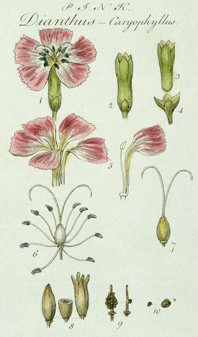 <em>Dianthus caryophyllus L</em>. (Clove Pink).  Showing details of flower and seed head.