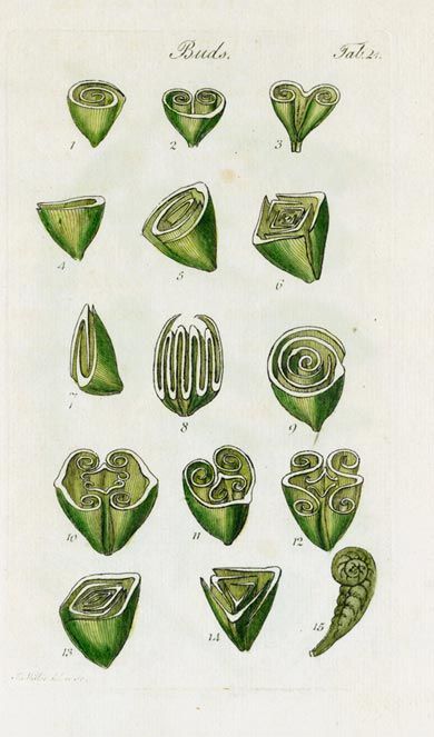 Illustrating a range of different types of leaf buds.