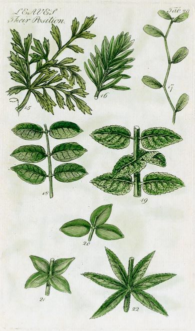 Illustrating a range of different types of leaf.