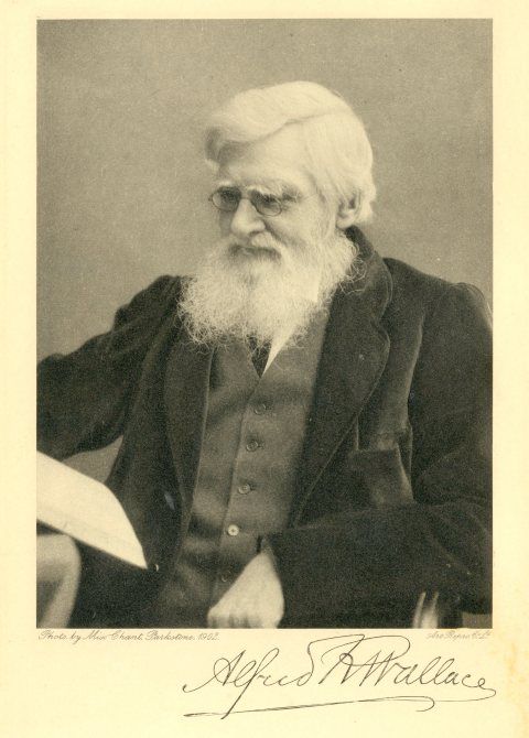 naturalist alfred russel wallace