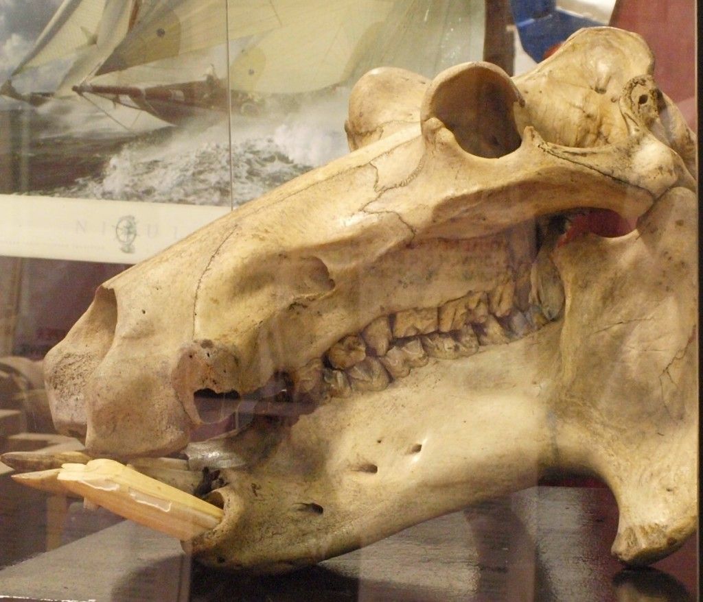 Hippo skull, Swansea Museum