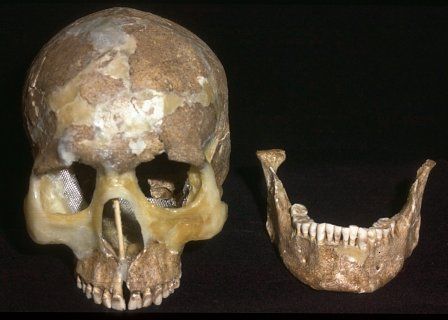 The skull of burial 5.