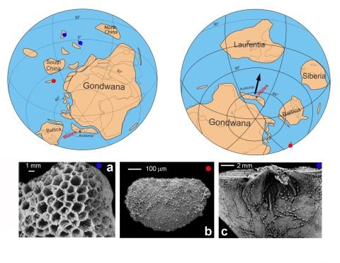 About 480 million years ago, Avalonia separated from Gondwana