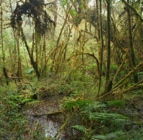 Exploring Insect Diversity in Thailand