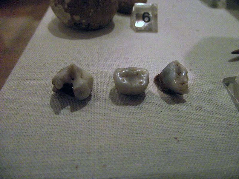 The drains in the fortress baths collected many interesting objects including gem stones and children’s teeth. 