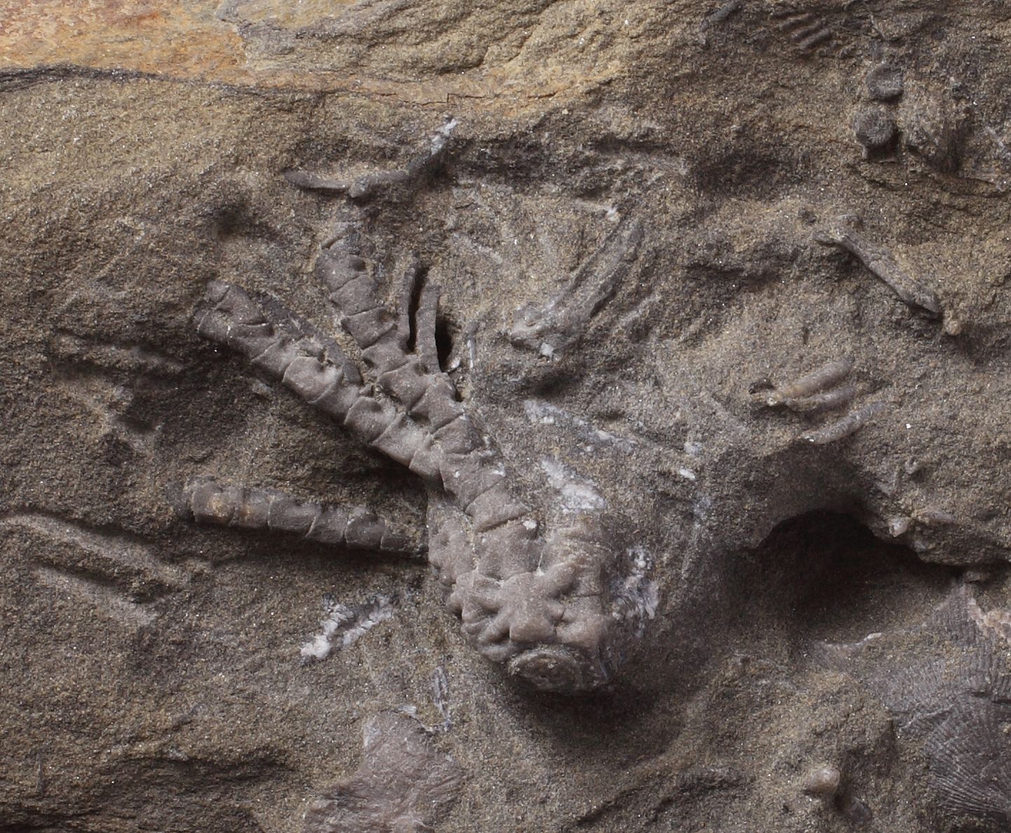 New species of fossil crinoid discovered in south Wales | Museum Wales