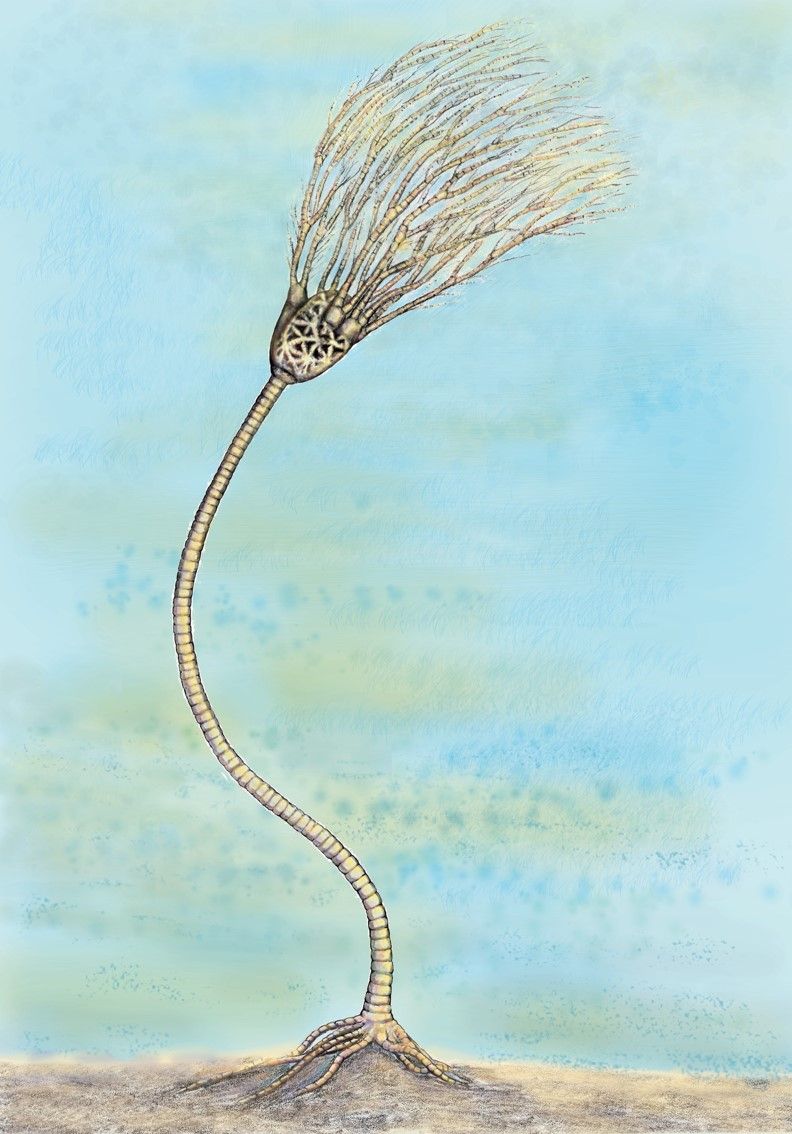 Reconstruction of <em>Hylodecrinus cymrus.</em>